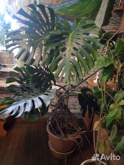 Комнатные растения