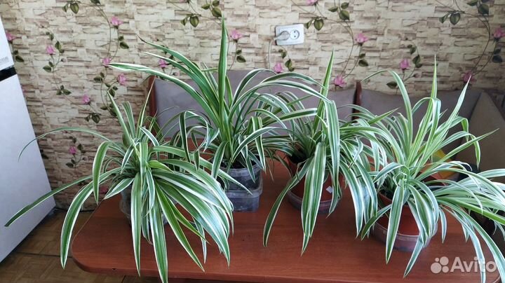 Цветы комнатные