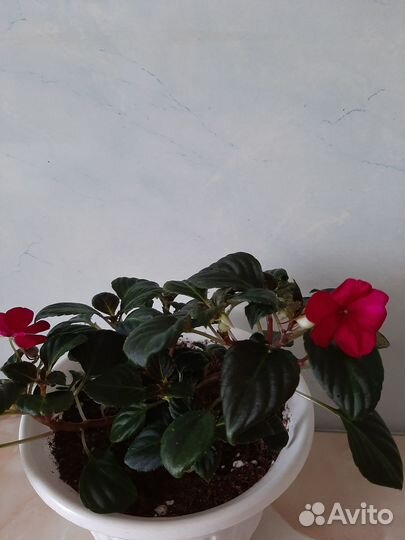 Комнатные цветы Бальзамины или Ванька мокрый