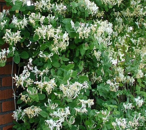 Многолетние цветы для сада