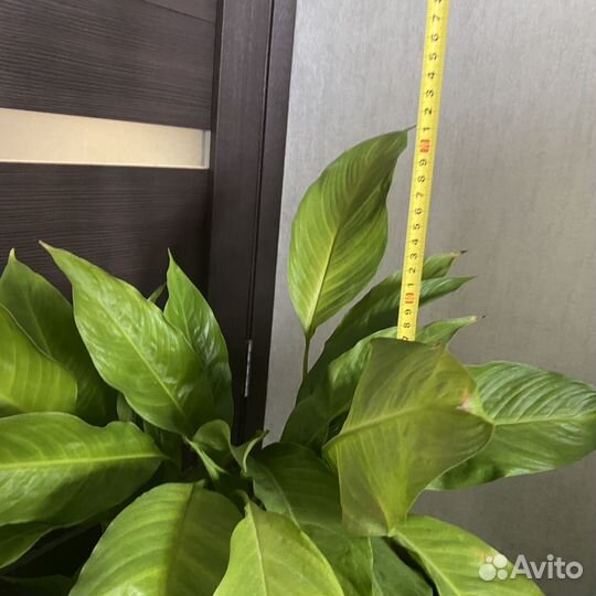 Спатифиллум