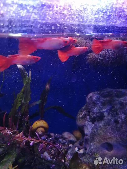 Гуппи красная шапочка, молодёжь, малёк