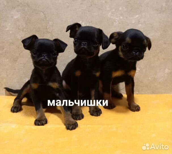 Пти Брабансон три гнома