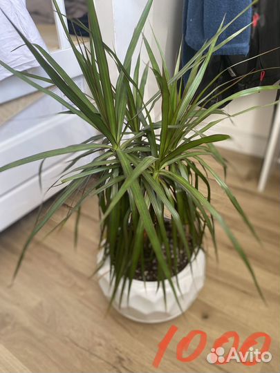 Комнатные растения цветы