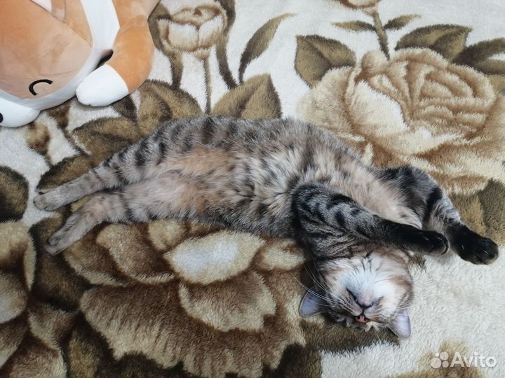 Кошка Курильский бобтейл