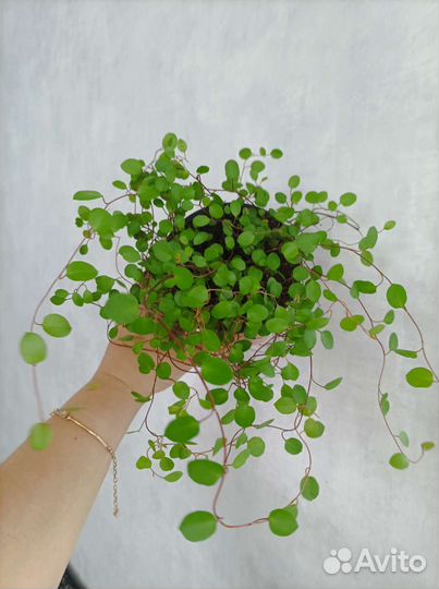 Мюленбекия