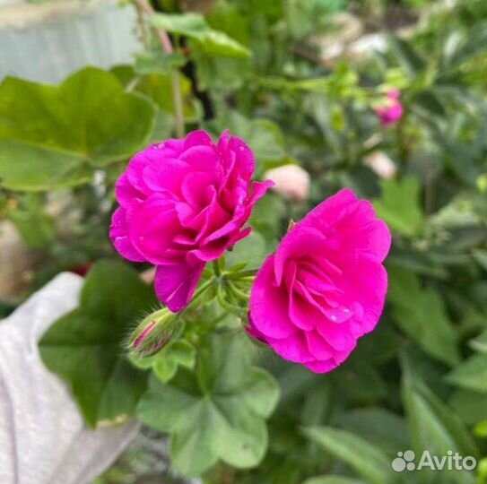 Плющелистная пеларгония