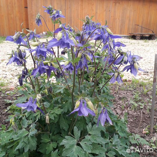 Многолетние садовые цветы