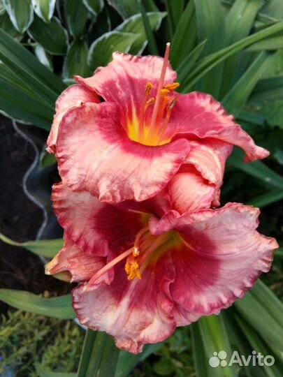 Лилейники, Флоксы