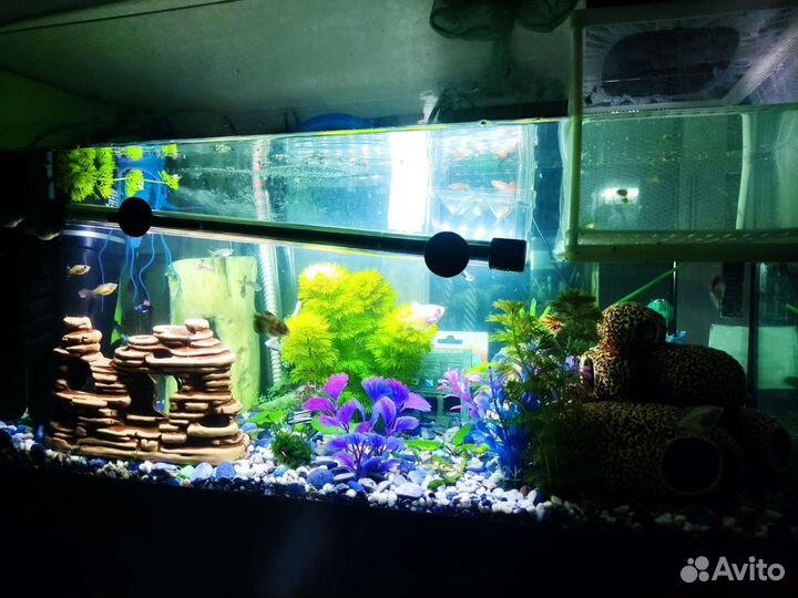 Аквариумные рыбки пецилия гуппи улитки физа