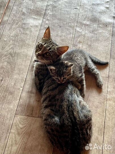 Кошка в дар бесплатно
