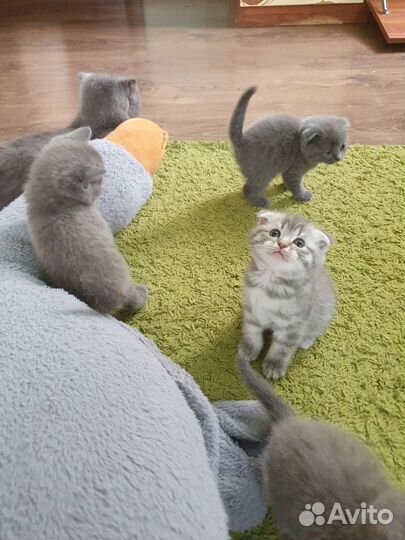 Шотландские вислоухие котята