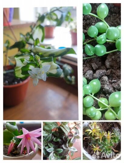 Укорененные черенки суккулентов и традесканций