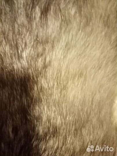 Шкурки чернобурки