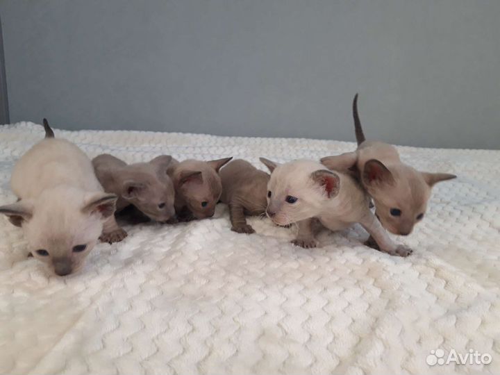 Котята корниш-рекс