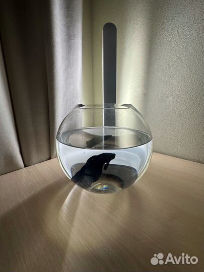 Рыбка петушок самец