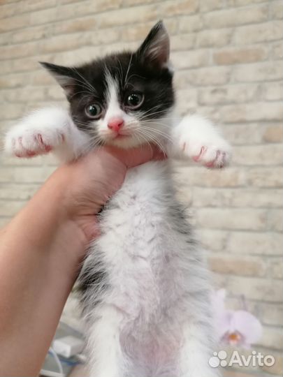Котик в дар