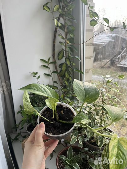 Сциндапсус золотистый/ марбл квин