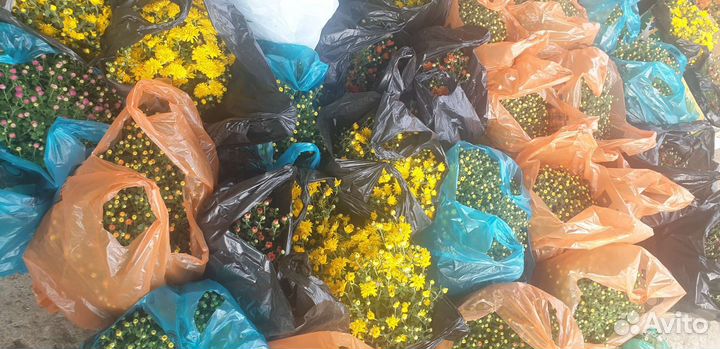 Хризантема мультифлора