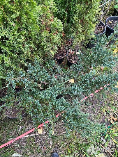 Можжевельники стелющиеся и колоновидные