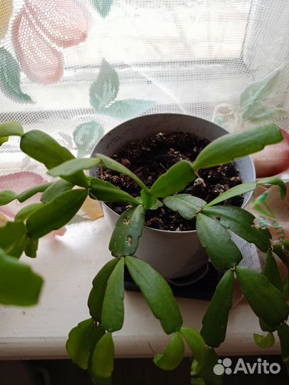 Комнатные цветы