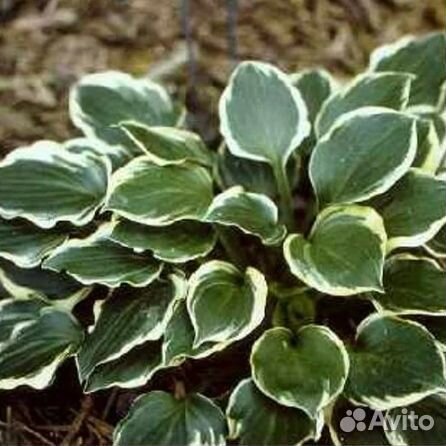 Хосты 7 Мини