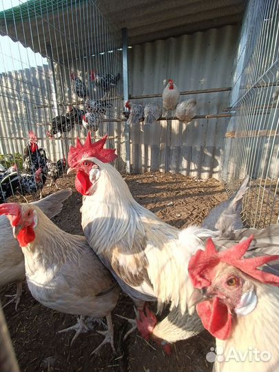 Инкубационное яйцо