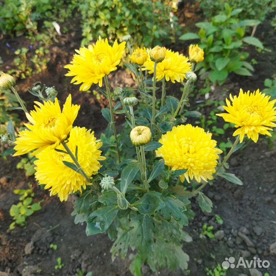Многолетние цветы