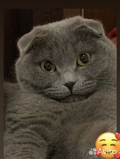 Шотландская вислоухая кошка бесплатно
