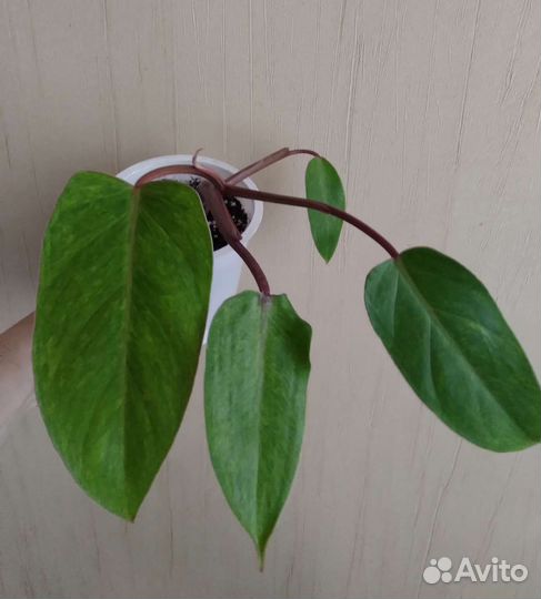 Ароидные растения