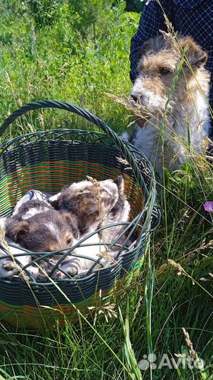 Фокстерьер