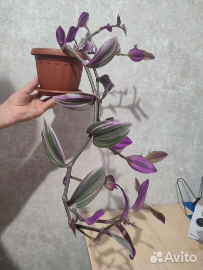 Традесканция нанук