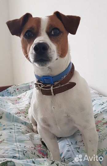 Джек рассел терьер Вязка