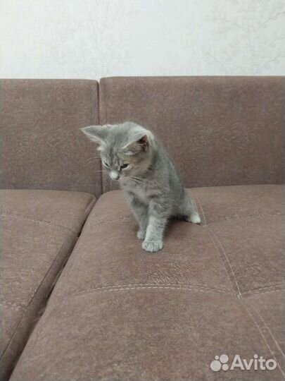 Кошки в добрые руки бесплатно