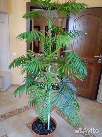 Комнатные цветы