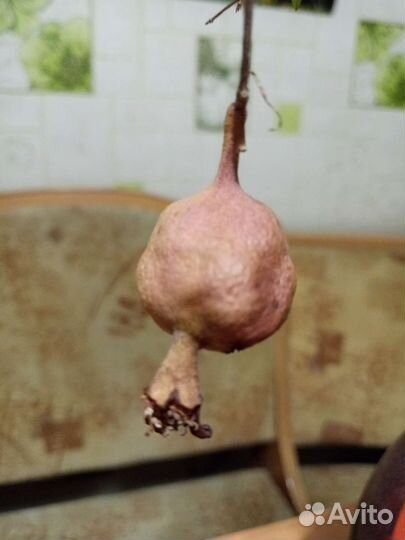 Гранат плодоносящий комнатный