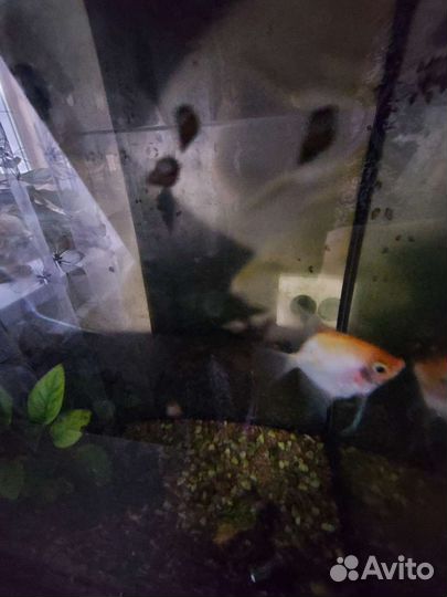 Улитки аквариумные