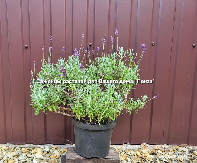 Саженцы кустарники хвойники плодовые комнатные