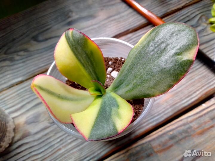 Крассулы коллекционные