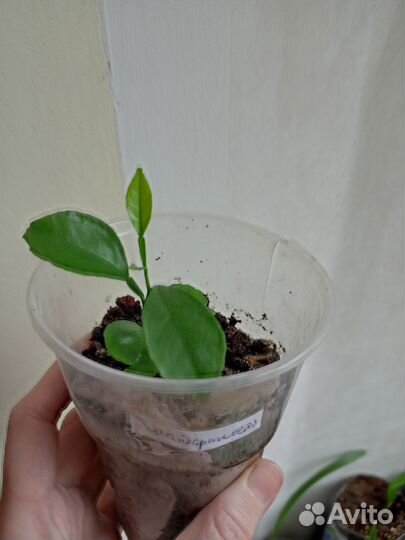 Продам саженец мандарина, лимона