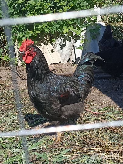 Молодые петухи