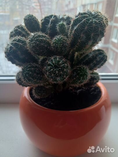 Кактус большой красивый