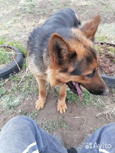 Немецкая овчарка вязка