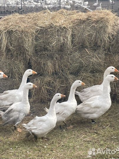 Гусиный жир