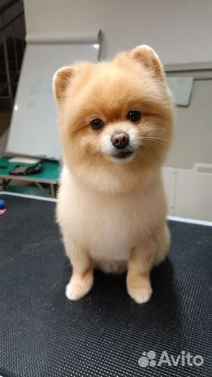 Стрижка собак и кошек