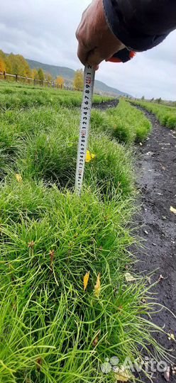 Сеянцы сосны обыкновенной