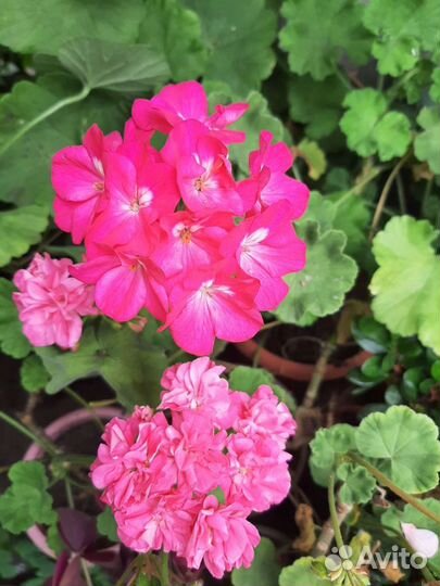 Пеларгония (герань), олеандр и др.комнатные цв