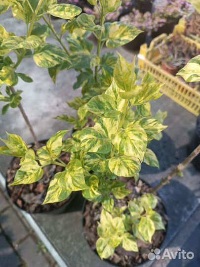 Сирень обыкновенная Аукубафолия 3л 40-60см