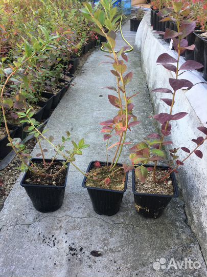 Ягодки на кустиках Голубики