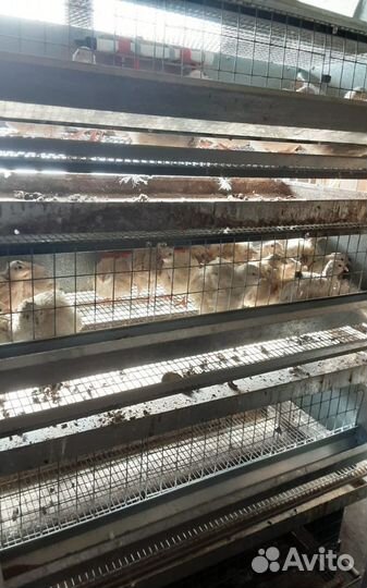 Клетки для перепелов - металлические